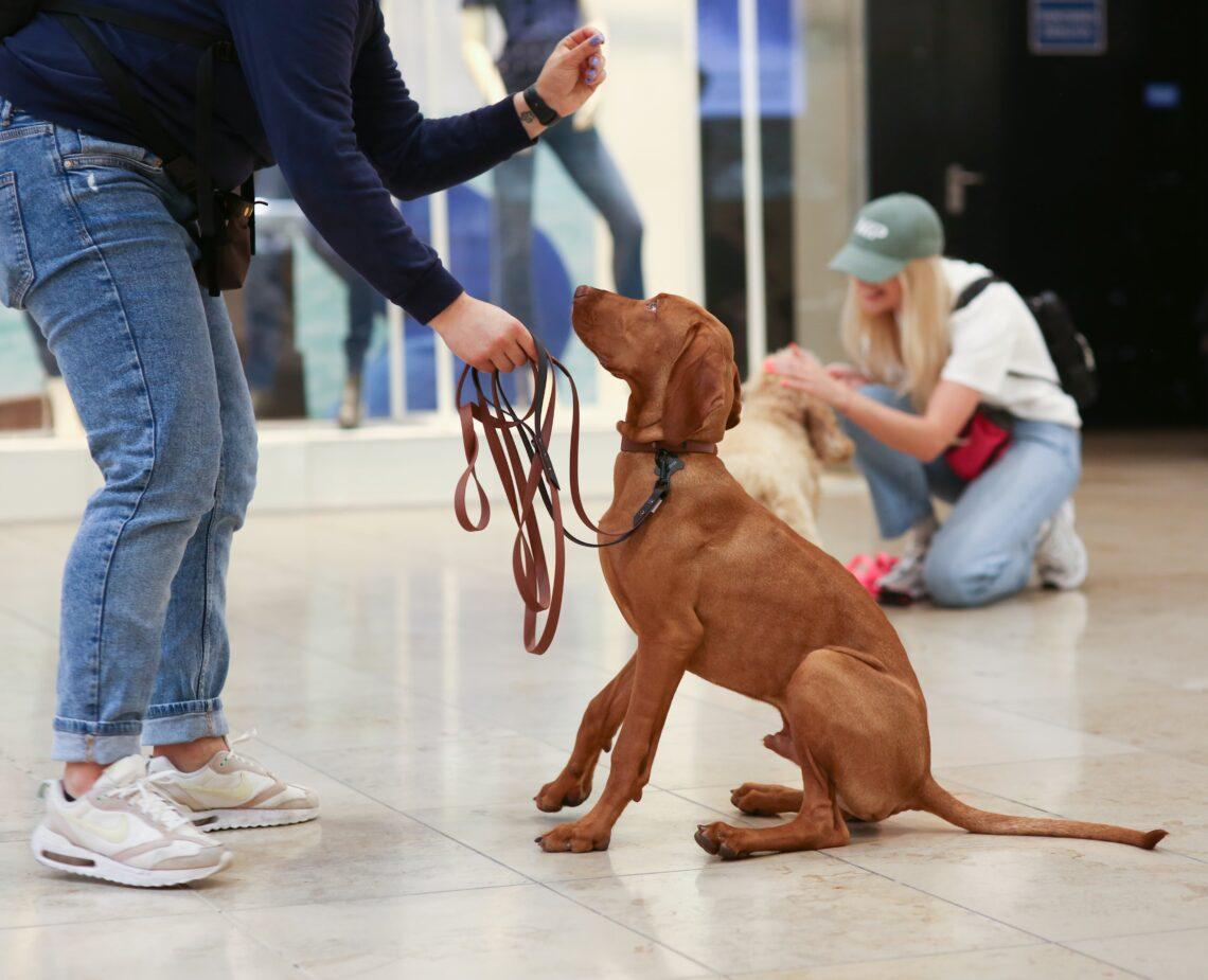 Šunų treniruotės | inkagency.lt nuotr.