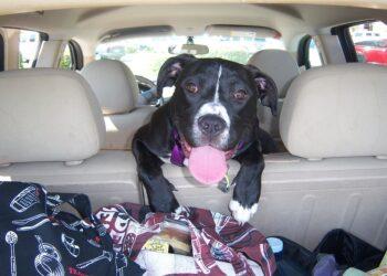 Šuo, automobilis | pixabay.com, TessDeGroot nuotr.