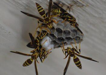 Širšės | pixabay.com, Ray Shrewsberry nuotr.