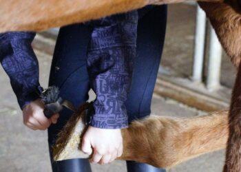 Kanopa | pixabay.com, Efraimstochter nuotr.