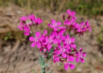 Lietuvinė naktižiedė – augalas, garsinantis Lietuvos vardą | vstt.lrv.lt nuotr.