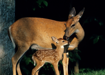 Stirnos | aad.lrv.lt nuotr.