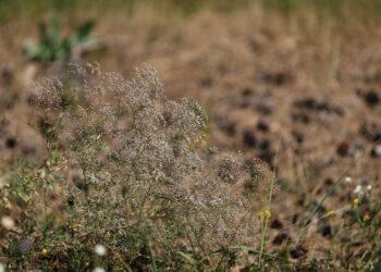 Muilinė guboja (invazinis augalas) | aad.lrv.lt nuotr.