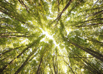 Siūloma kirtimų norma, kad brandžių medynų nemažėtų | am.lrv.lt nuotr.