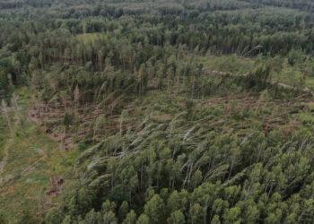 Nuversti medžiai | am.lrv.lt nuotr.