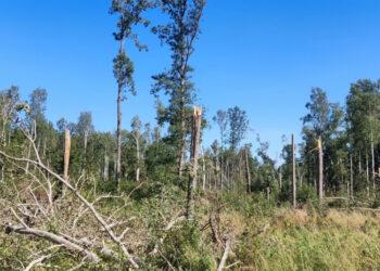 Audros nusiaubtas miškas | am.lrv.lt nuotr.