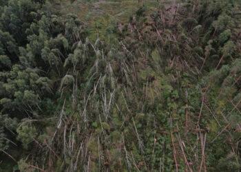Po stichinių nelaimių miškuose – paprastesni padarinių šalinimo būdai | am.lrv.lt nuotr.