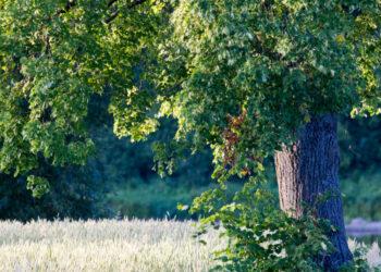 Medis | am.lrv.lt nuotr.