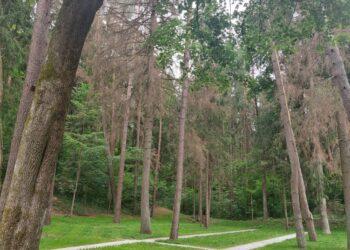 Antakalnio eglynas | vilnius.lt nuotr.