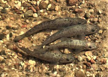 Žuvys | zuv.lt nuotr.