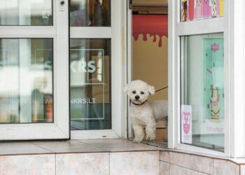 Šuo | S. Žiūros nuotr.