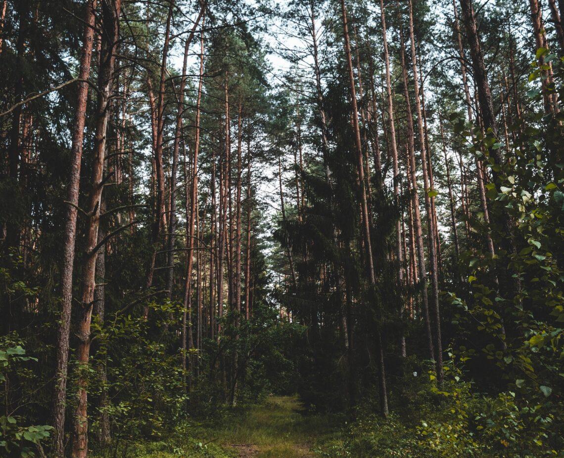 Miškas | unsplash.com nuotr.