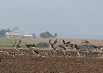 2023 Žuvintas kvietė į paukščių palydas | vstt.lrv.lt nuotr.