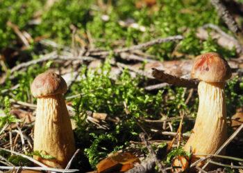 Žemaitijoje aptikta nevietinė grybų rūšis | vstt.lrv.lt nuotr.