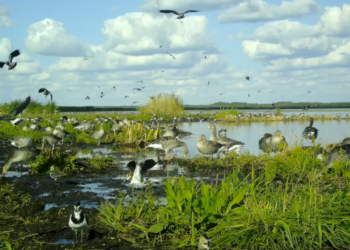 Žuvinte – beveik 10 tūkstančių pilkųjų žąsų | Dzūkijos-Suvalkijos saugomų teritorijų direkcijos nuotr.