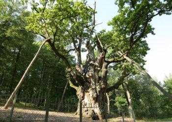 Stelmužės ąžuolas | vstt.lrv.lt nuotr.