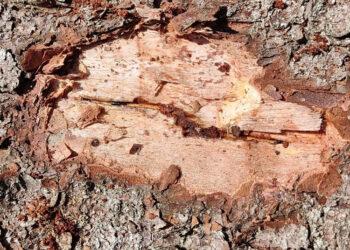 Žievėgraužis tipografas suaktyvėjo naujuose eglynų plotuose