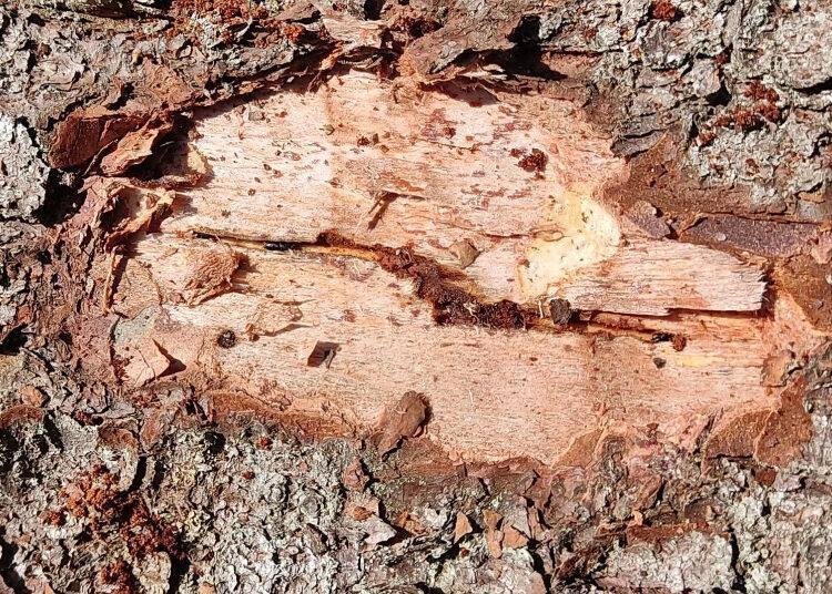 Žievėgraužis tipografas suaktyvėjo naujuose eglynų plotuose