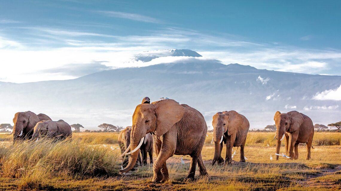 Laukiniai gyvunai Kenijoje | „Itakos“ nuotr.