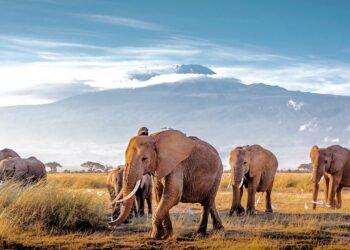 Laukiniai gyvunai Kenijoje | „Itakos“ nuotr.