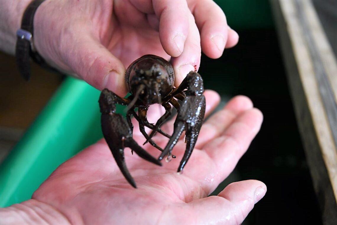 Plačiažnypliai vėžiai | zuv.lt nuotr.