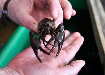 Plačiažnypliai vėžiai | zuv.lt nuotr.