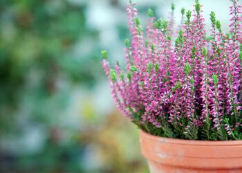 Viržiai | Unsplash nuotr.