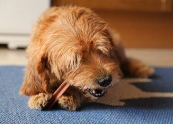 Šuo | pixabay.com, Zazu70 nuotr.