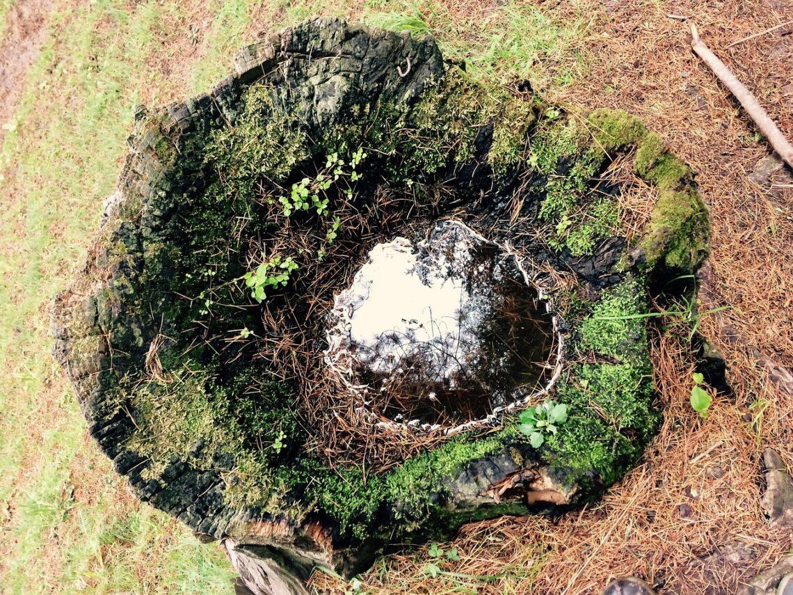 Gamtos žvilgsnis | pixabay.com, vthakur12 nuotr.