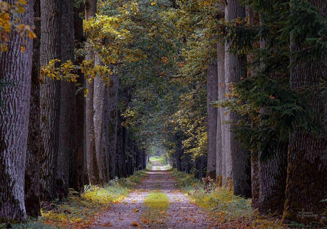 Miško keliukai | R. Patronaičio nuotrauka