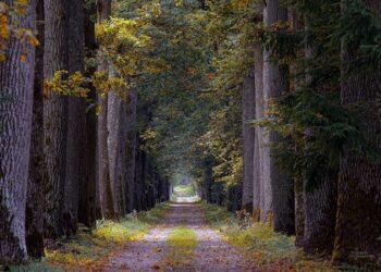 Miško keliukai | R. Patronaičio nuotrauka