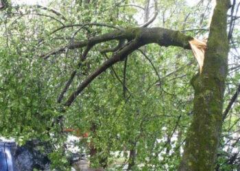 Lūžęs medis | pagd.lrv.lt nuotr.