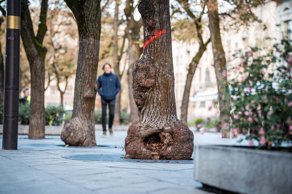 Laisvės alėjos liepos | kaunas.lt nuotr.