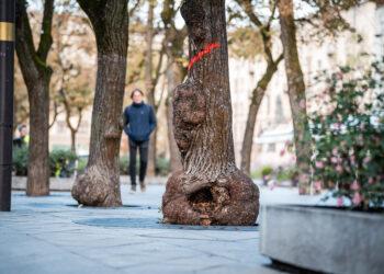 Laisvės alėjos liepos | kaunas.lt nuotr.