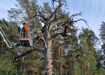 Saugomi medžiai | vstt.lt nuotr.