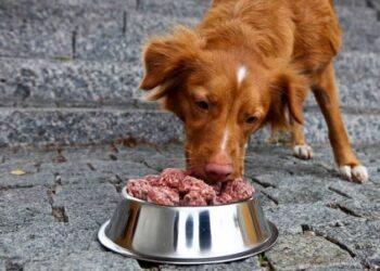 Šunų konservai | petcity.lt nuotr.