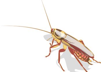 Tarakonas | pixabay.com, Giampieroruggieri nuotr.