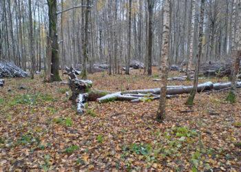 Tvarkomas Ginučių ąžuolynas | vstt.lrv.lt nuotr.