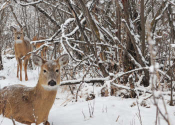 Laukiniai gyvūnai | am.lrv.lt nuotr.