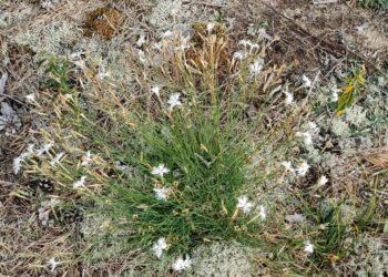 Smiltyninis gvazdikas | G. Švitros nuotr.