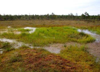 Seniausios Kamanų pelkės kronikos | vstt.lrv.lt nuotr.