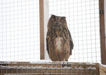 Iškilmingai atidarytas Laukinių gyvūnų globos centras žada stiprinti gyvūnų gerovę | LGGC nuotr.