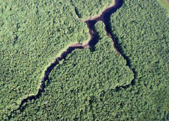 Valstybė išperka didžiausią ekologinę vertę turinčius miško sklypus | am.lt nuotr.