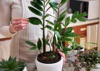 Pinigų medis | iki.lt nuotr.