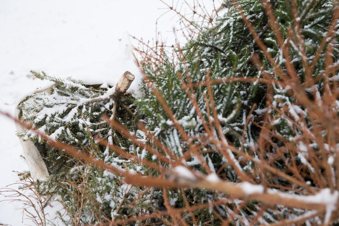 Eglės | am.lrv.lt nuotr.