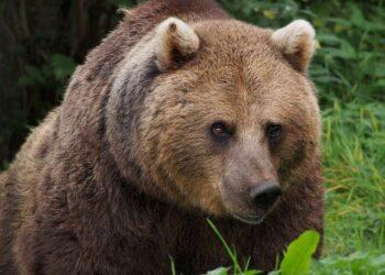 Rudoji meška | wikimedia.org nuotr.