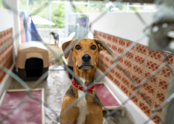 Gyvūnų prieglauda | enmin.lrv.lt nuotr.