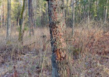 Miškų savininkai turi apžiūrėti savo miškus ir iki pavasarinio atšilimo sutvarkyti pažeistus medžius | am.lrv.lt nuotr.