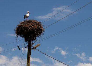 Žinovai primena, kaip ir kada leidžiama perkelti gandralizdžius | aad.lrv.lt nuotr.