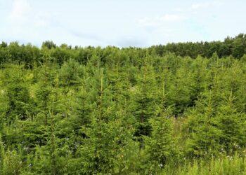 Ar išnyks lietuvių taip mėgstama eglė? | am.lrv.lt nuotr.